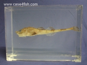 Foto Galerie/Perciformes/Cottoidei/Agonus cataphractus/Agonus cataphractus_02_S.jpg